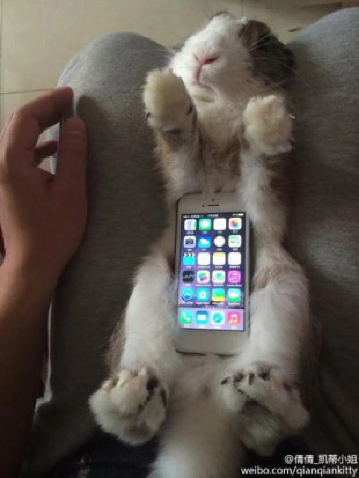 เทรนด์ใหม่!จับกระต่ายตัวเป็นๆมาทำเป็นเคสมือถือ