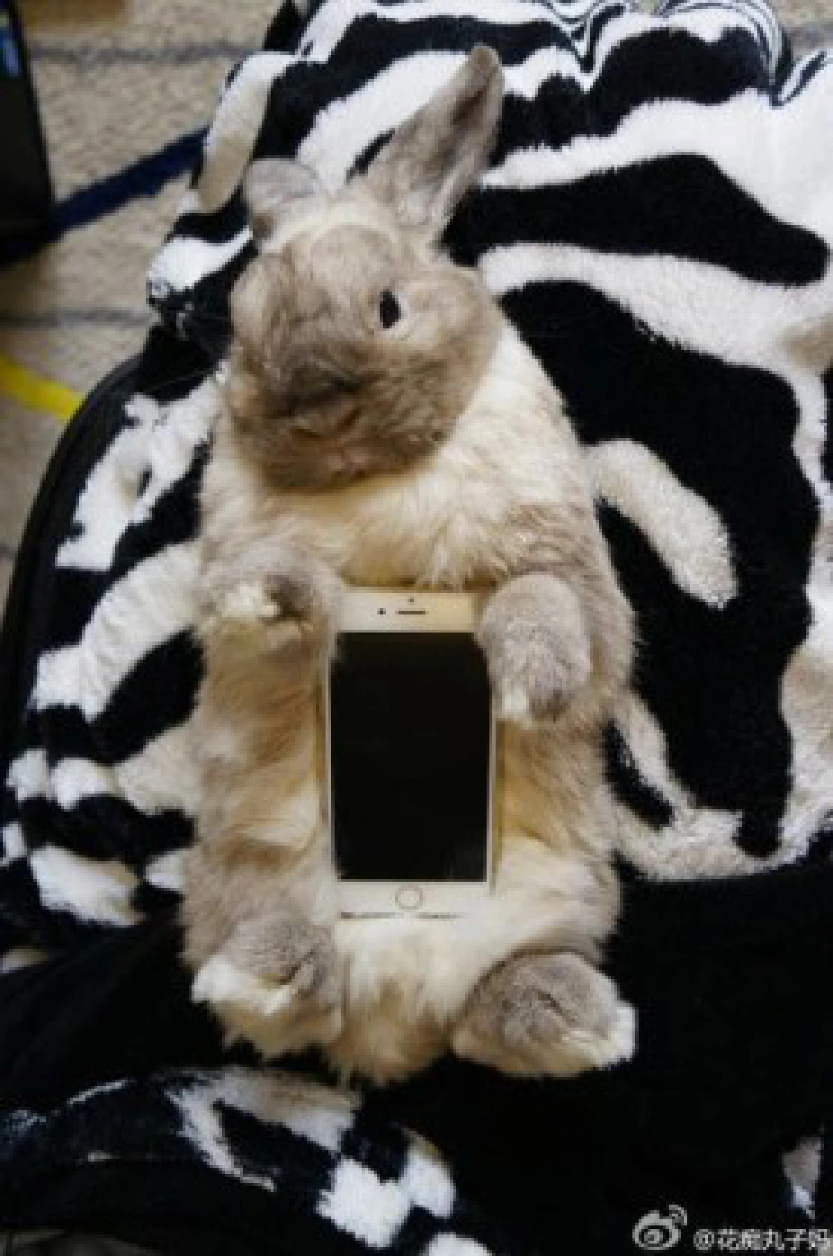 เทรนด์ใหม่!จับกระต่ายตัวเป็นๆมาทำเป็นเคสมือถือ