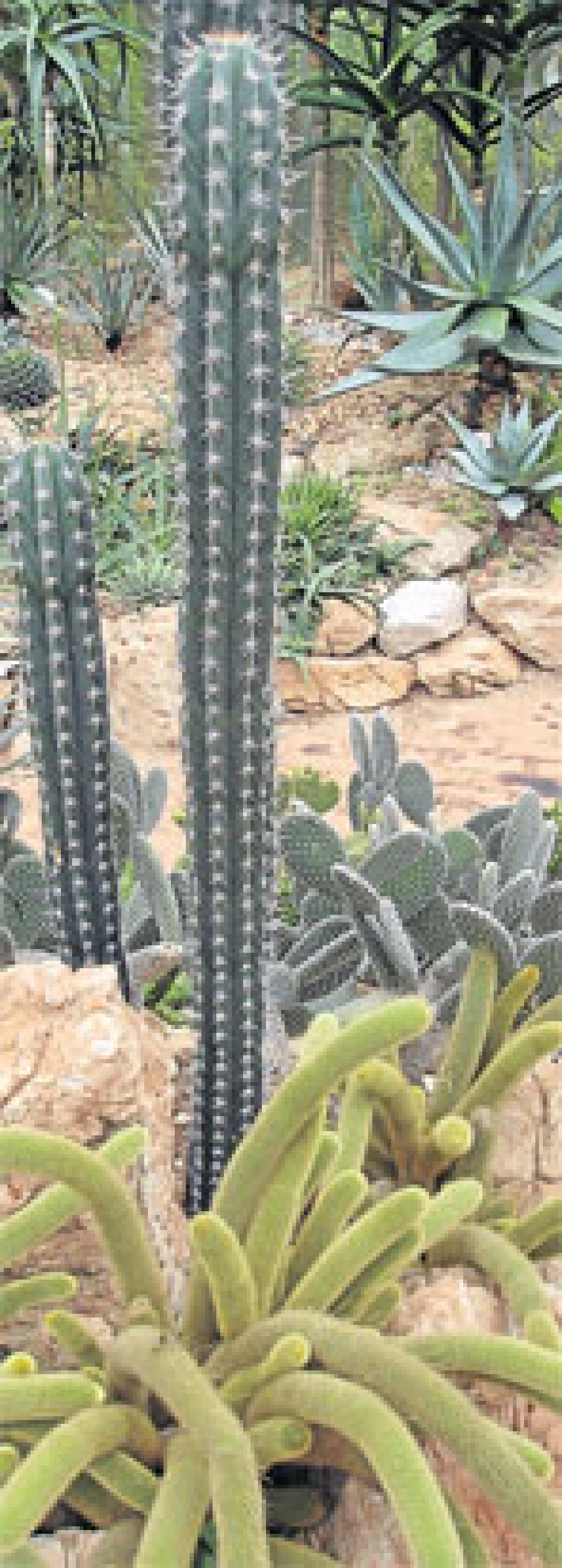 สวนไม้อวบน้ำและกระบองเพชร (2)