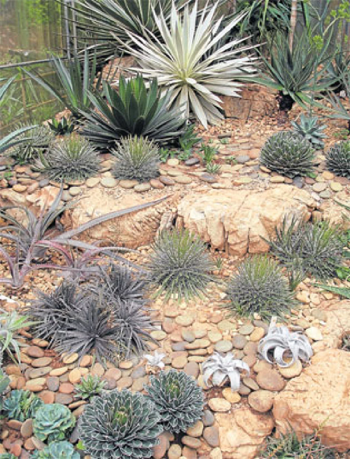 สวนไม้อวบน้ำและกระบองเพชร (2)