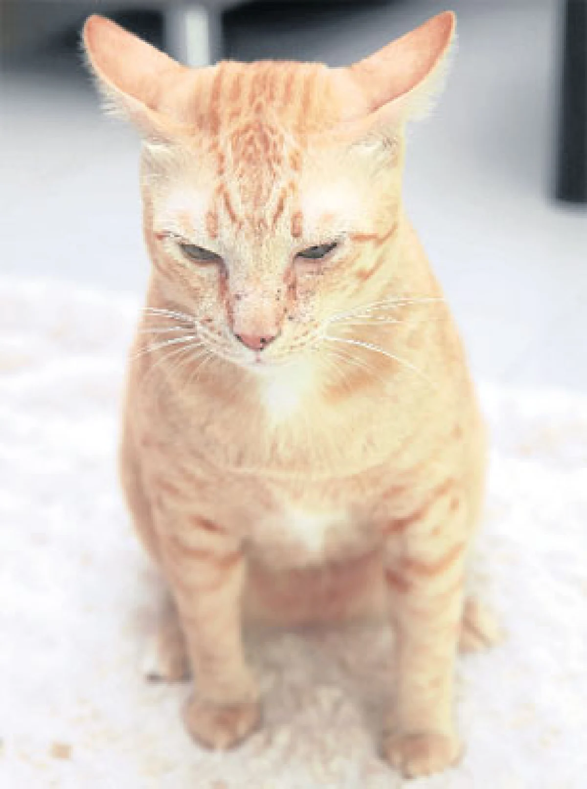 เปิดบ้านทูนหัวของบ่าว เรื่องน่ารักของแมวน่าฟัด