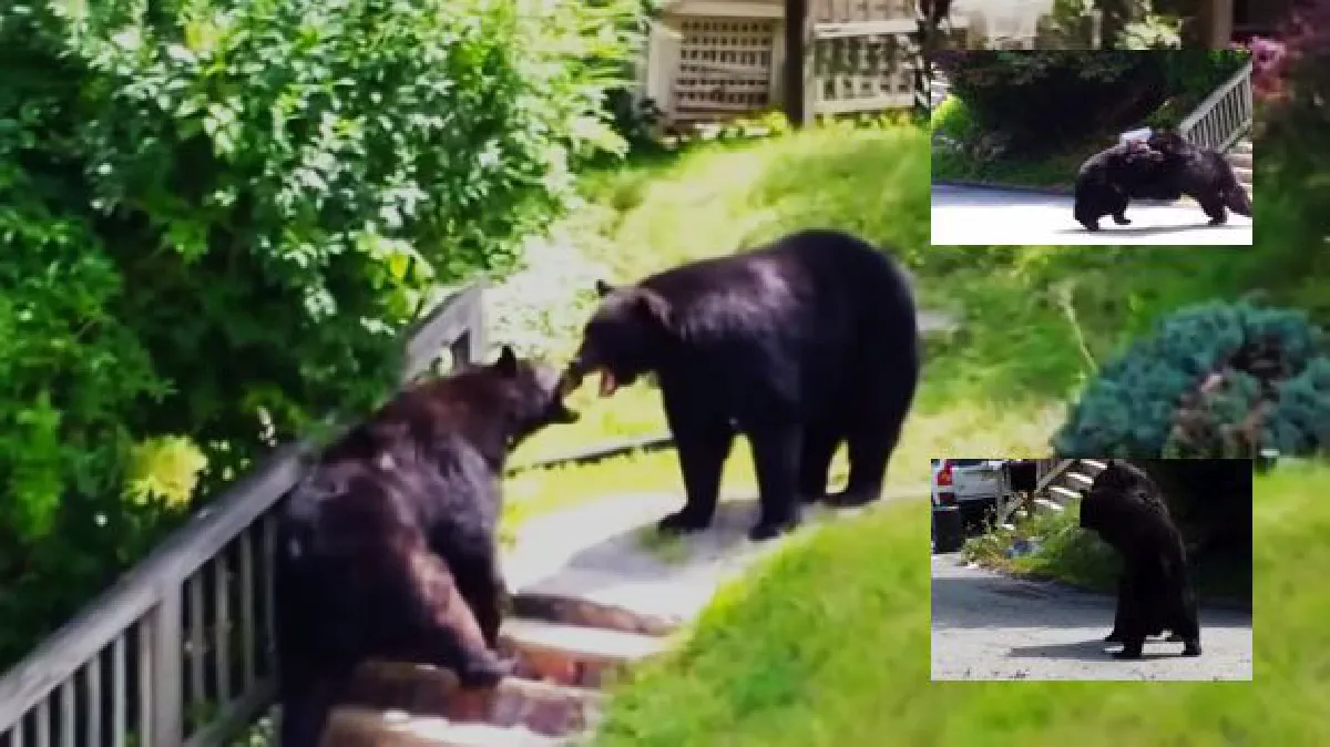 Bear fight on suburban US street (video)