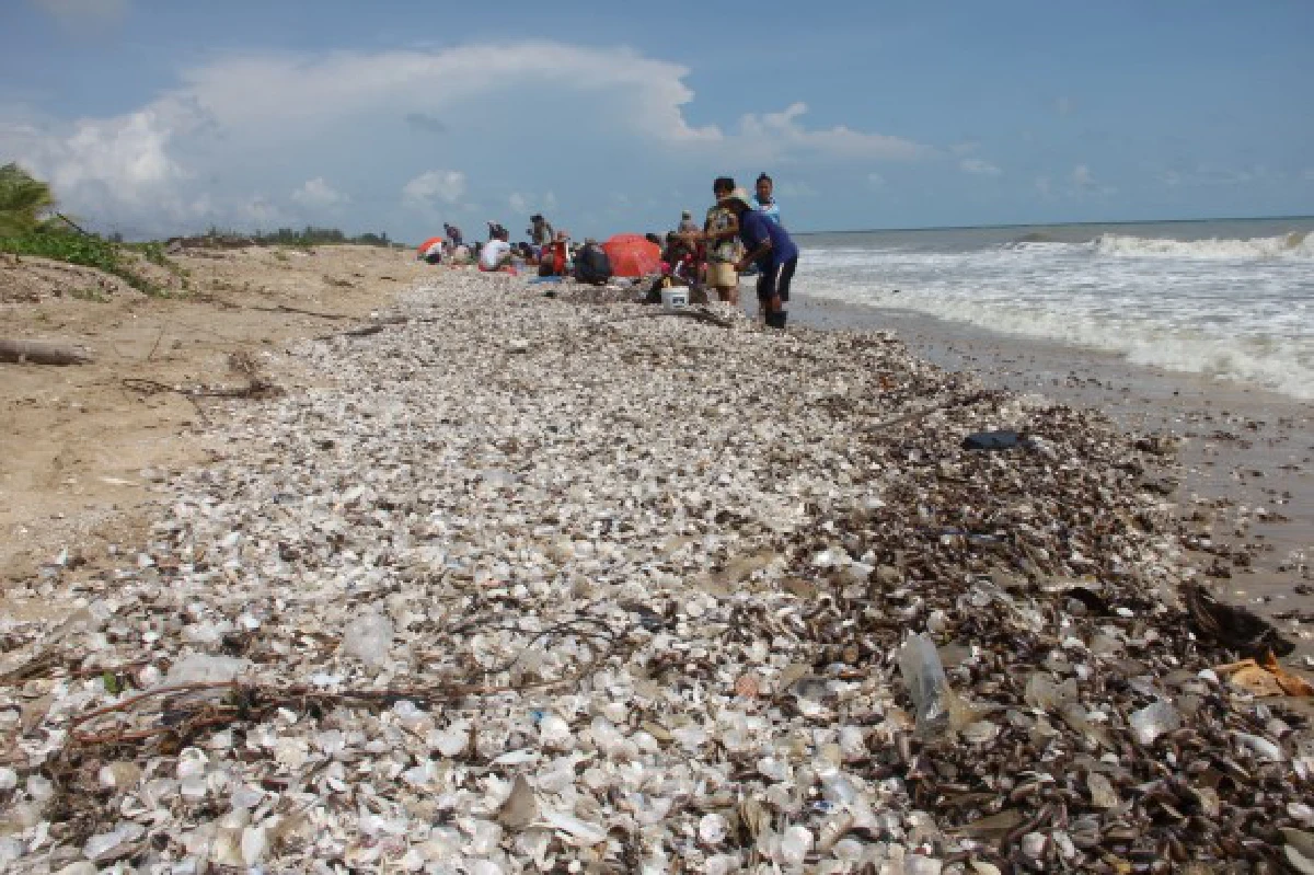 คลื่นแรงซัดหอยทะเลกองเต็มหาดปากพนัง
