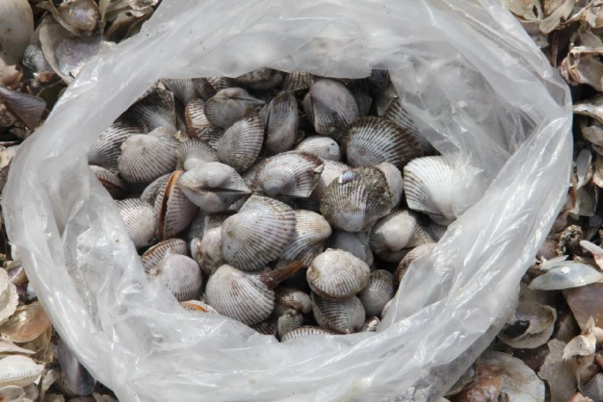 คลื่นแรงซัดหอยทะเลกองเต็มหาดปากพนัง