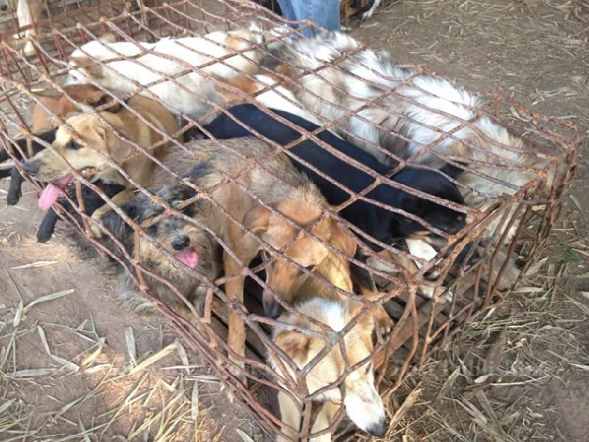 Animal welfare law passed