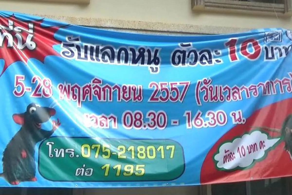 Rat reward: 10 baht per head for rat hunting