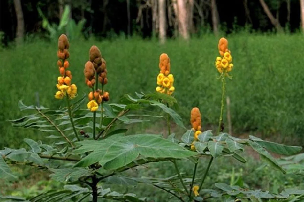 สมุนไพรไทย Go เออีซี