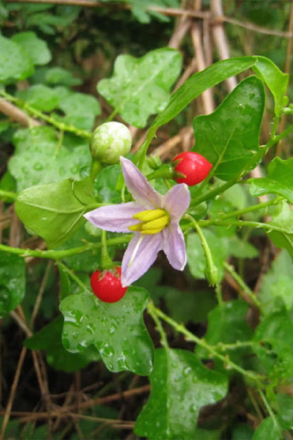 สมุนไพรไทย Go เออีซี