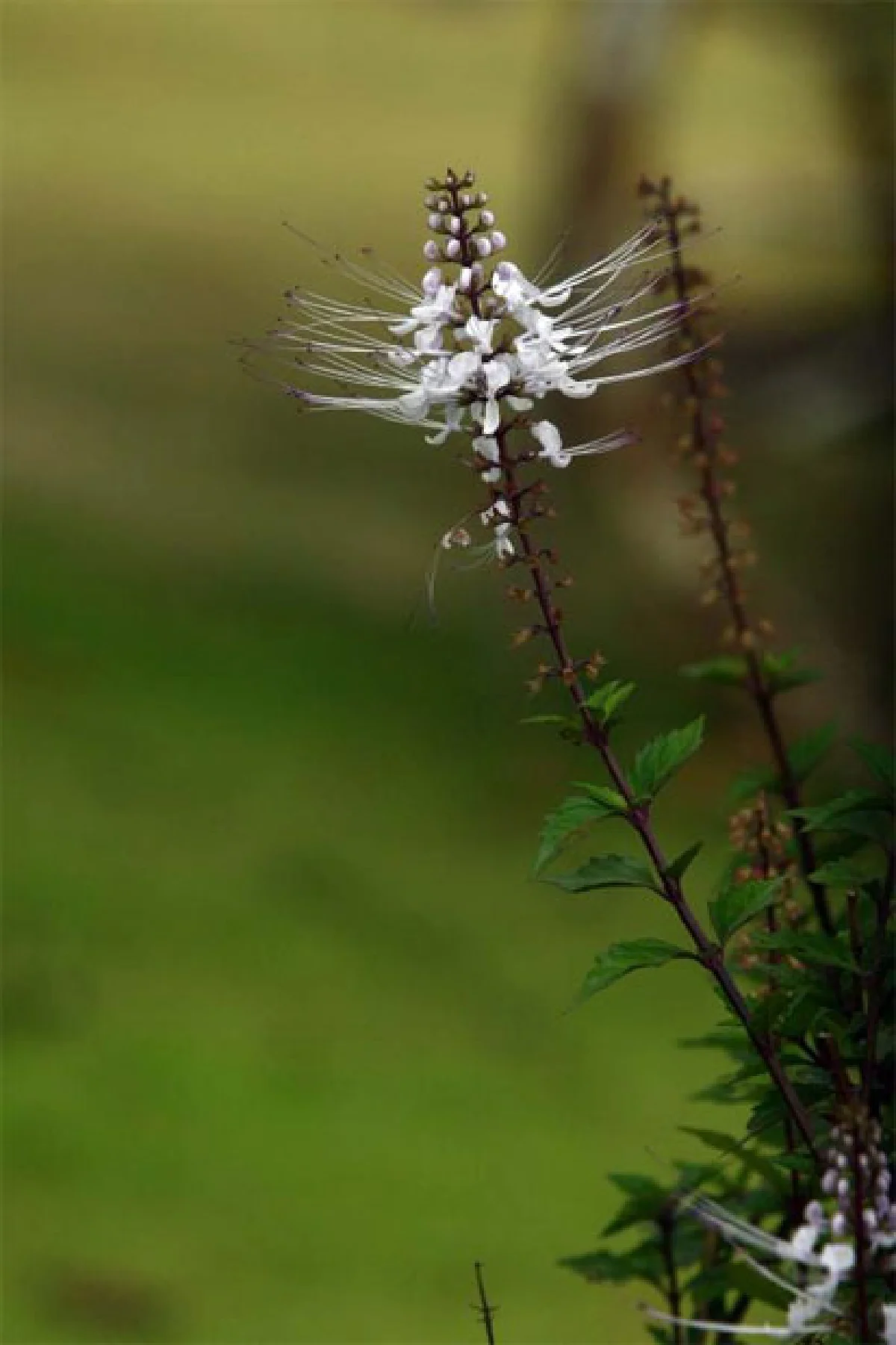 สมุนไพรไทย Go เออีซี