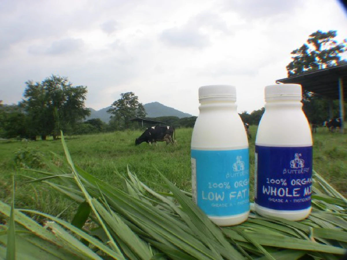 "บัตเตอร์ฟลาย" ต้นตำรับนมออแกนิคส์ ขายดีจนผลิตไม่ทัน