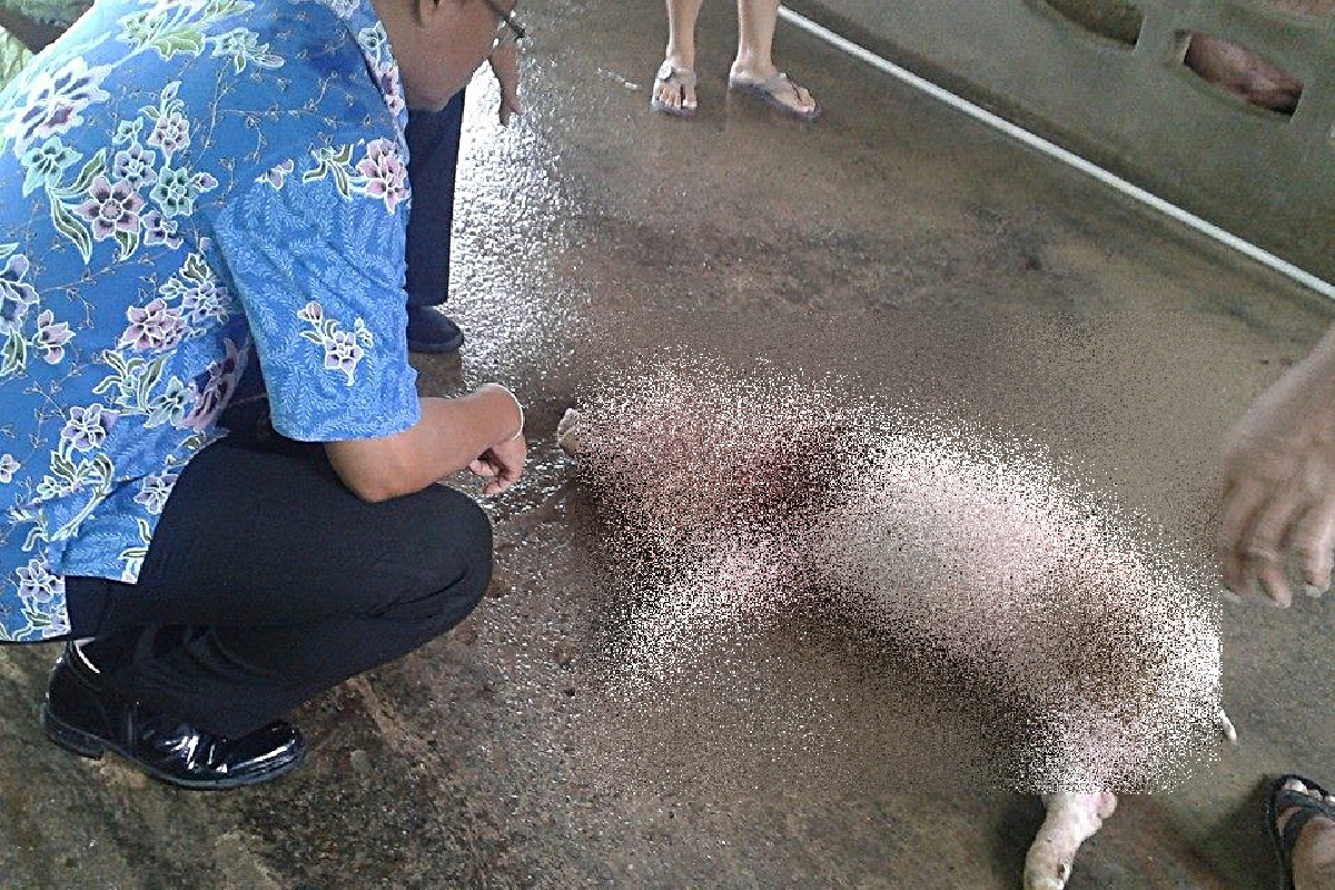 หมูเลี้ยงตายพิสดารถูกควักกินหัวใจ-ตับ หมูเลี้ยงตายพิสดารถูกควักกินหัวใจ-ตับ