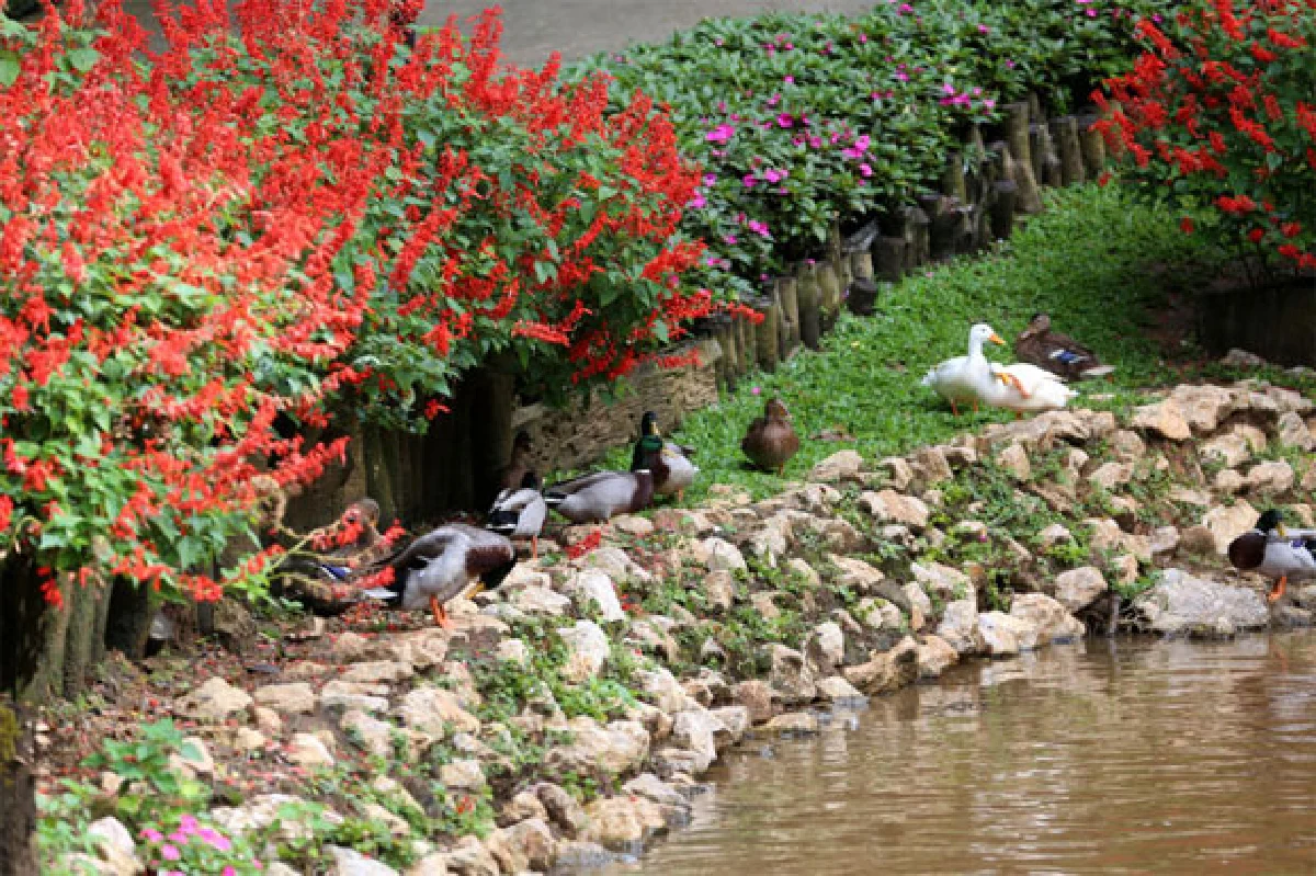 ดอกไม้ใต้แสงเทียนสวนแม่ฟ้าหลวง