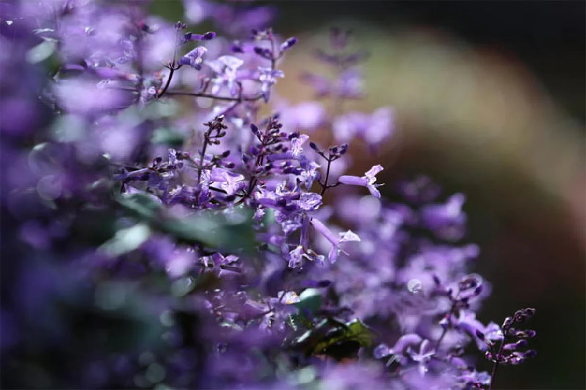 ดอกไม้ใต้แสงเทียนสวนแม่ฟ้าหลวง