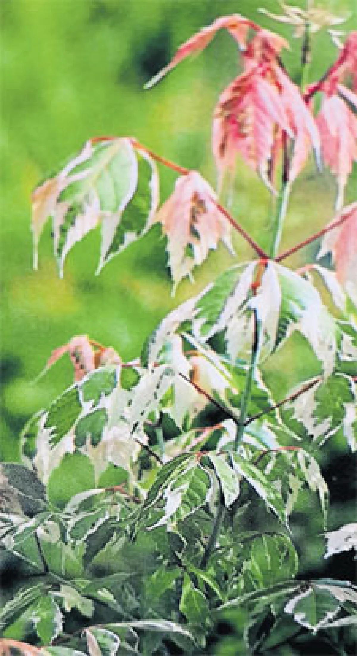 ก่วม-เมเปิ้ล ไม้ยืนต้นเขตอบอุ่นที่น่าปลูก (1)