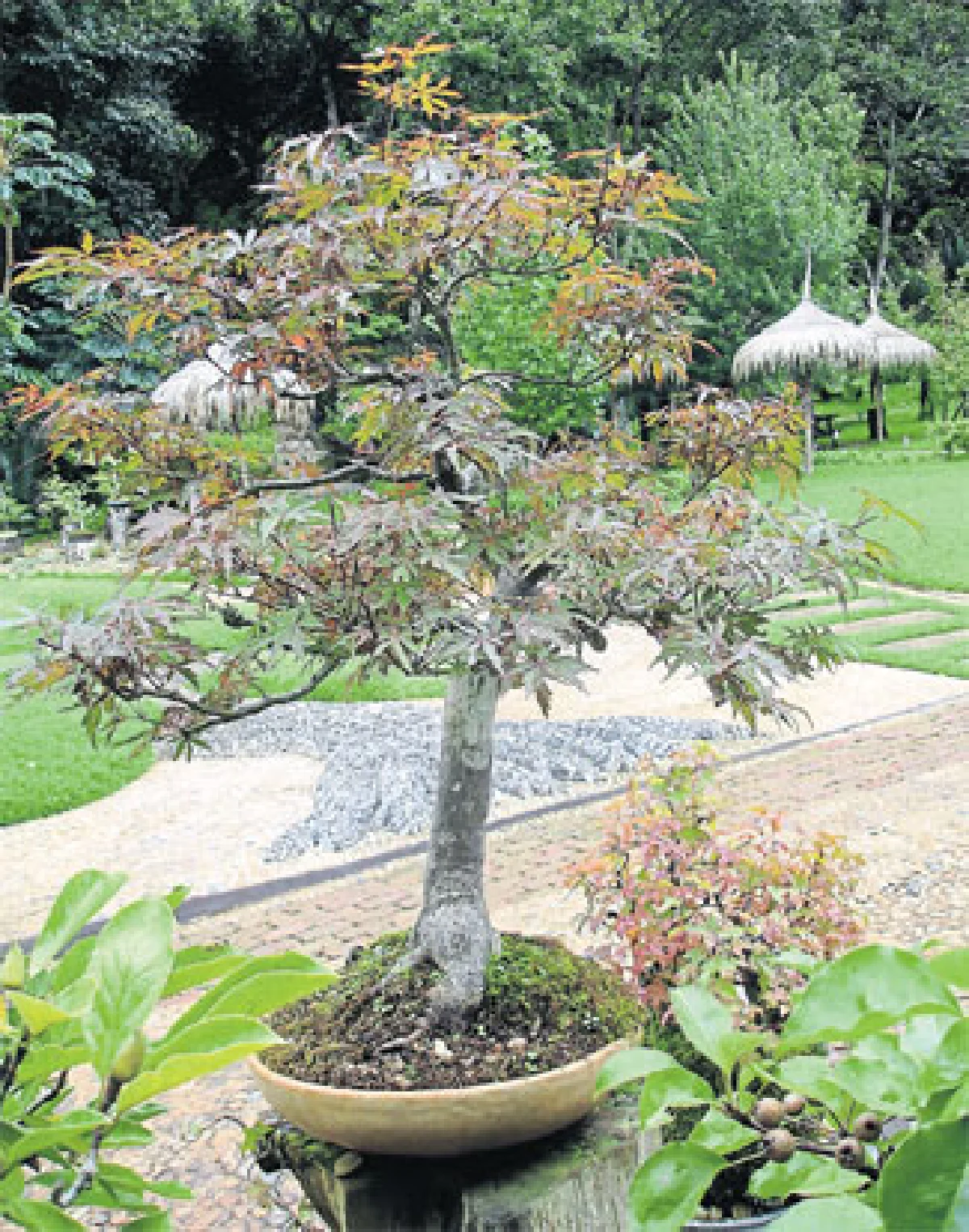 ก่วม-เมเปิ้ล ไม้ยืนต้นเขตอบอุ่นที่น่าปลูก (1)