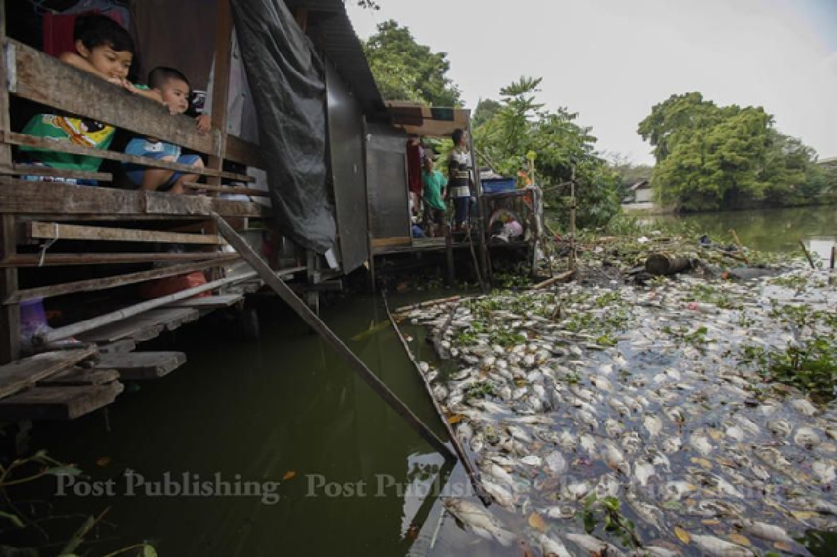 Fish die in the thousands in Makkasan pond