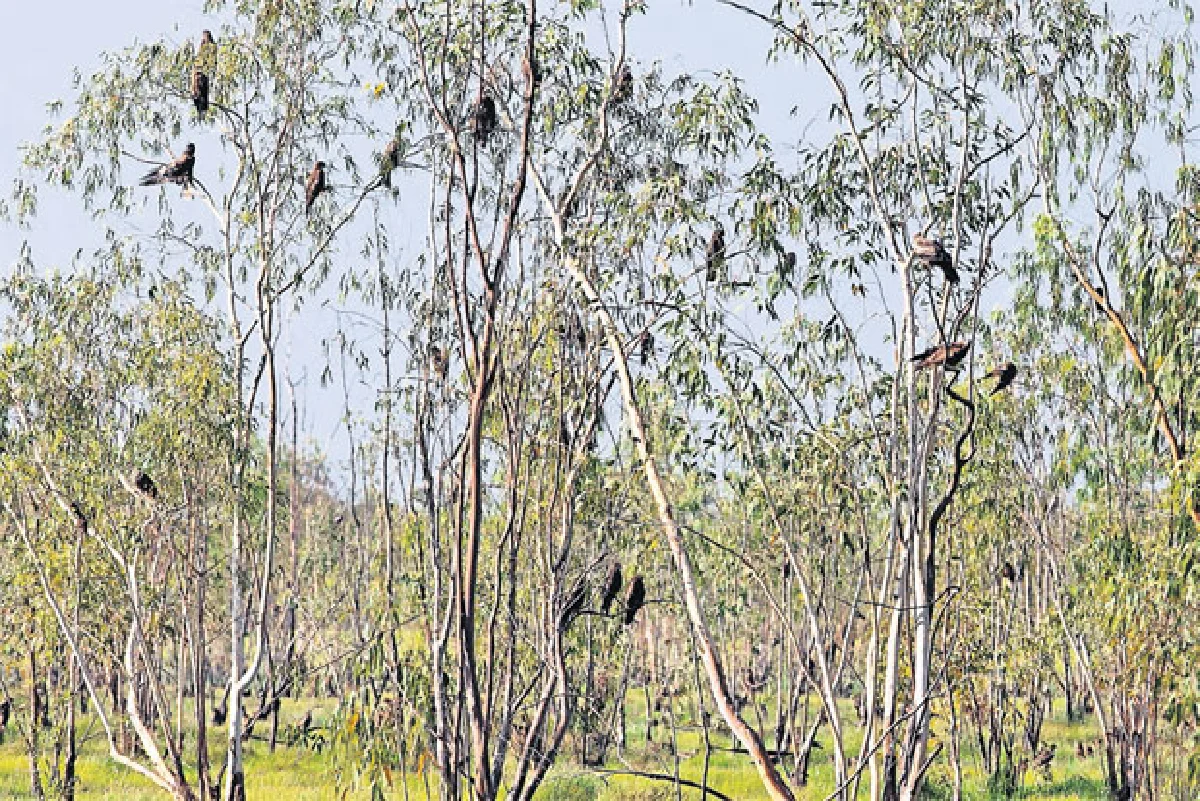 ข้าคือนักล่า