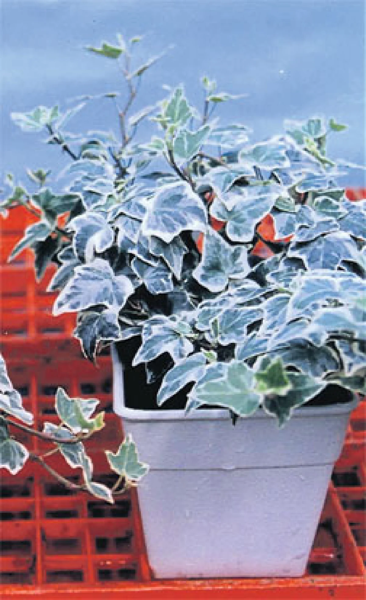 ไอวี่และตีนตุ๊กแก