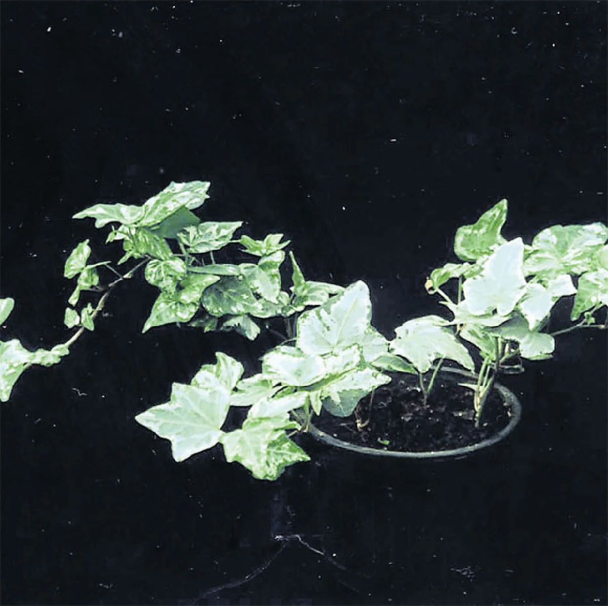 ไอวี่และตีนตุ๊กแก