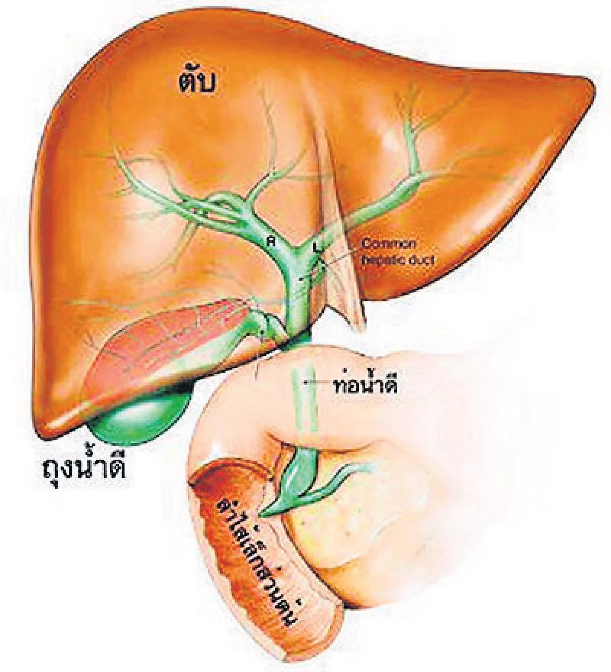 ความจริงเรื่องสุขภาพ ดีจริงหรือแค่เรื่องชวนเชื่อ