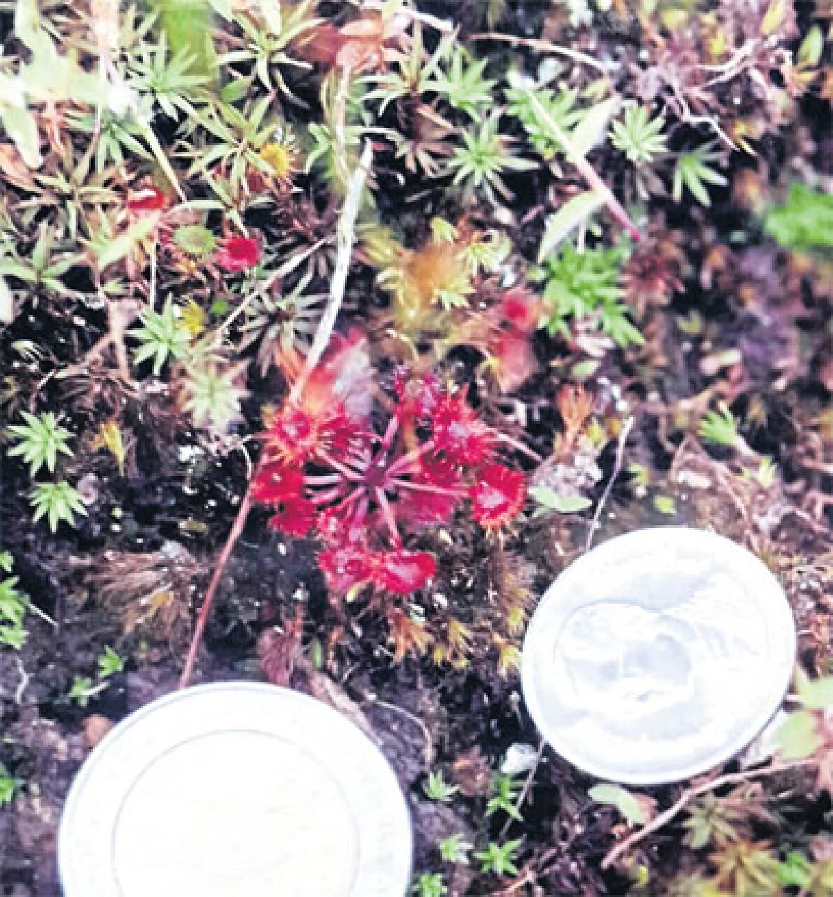 หยาดน้ำค้างจิ๋วยอดดอยอ่างขาง พืชกินแมลงเล็กที่สุดในโลก