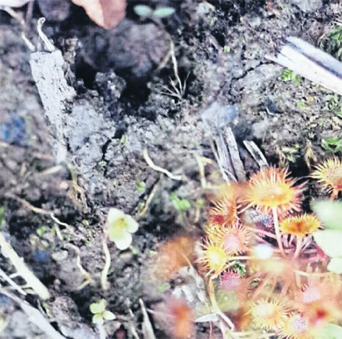 หยาดน้ำค้างจิ๋วยอดดอยอ่างขาง พืชกินแมลงเล็กที่สุดในโลก