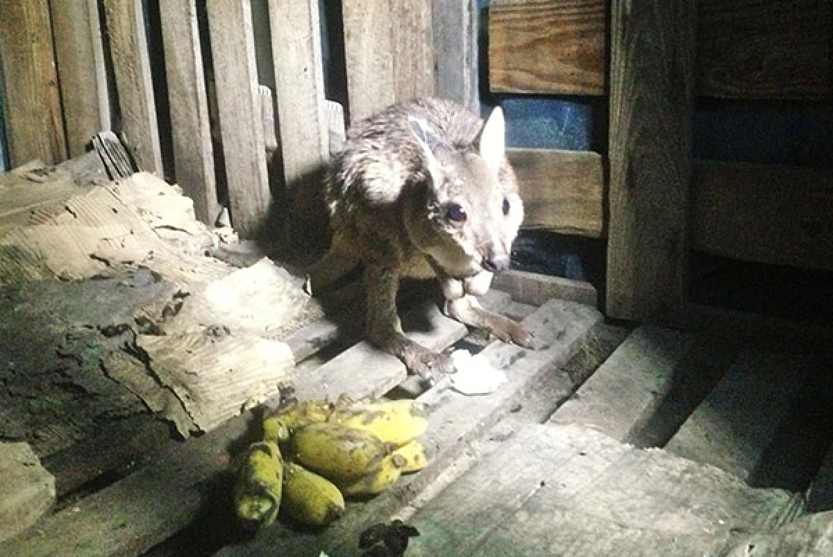 Baby kangaroo found in rat trap
