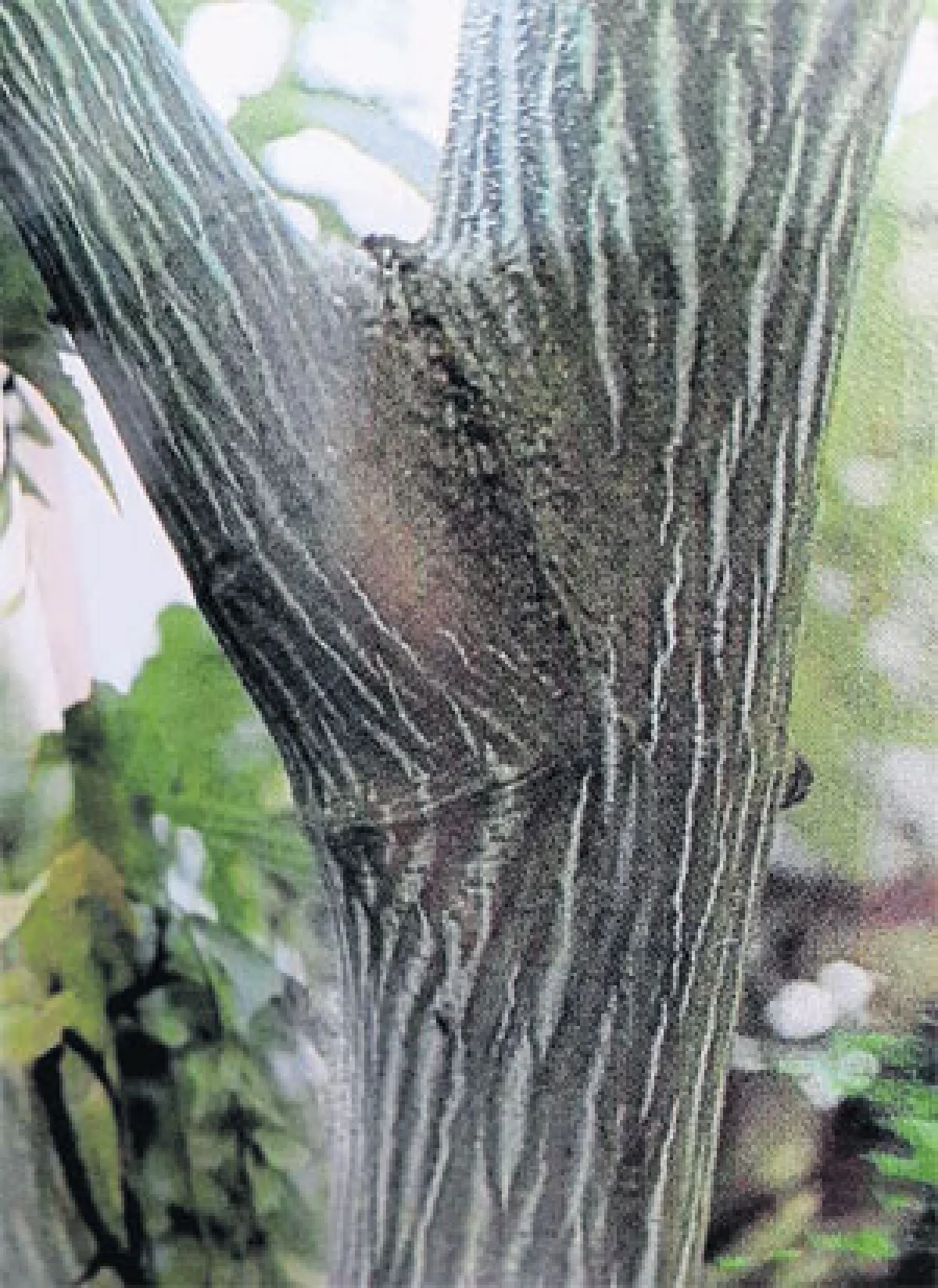 ก่วม–เมเปิ้ล (ไม้ต้นเขตอบอุ่นที่ปลูกได้ในเมืองไทย) (2)