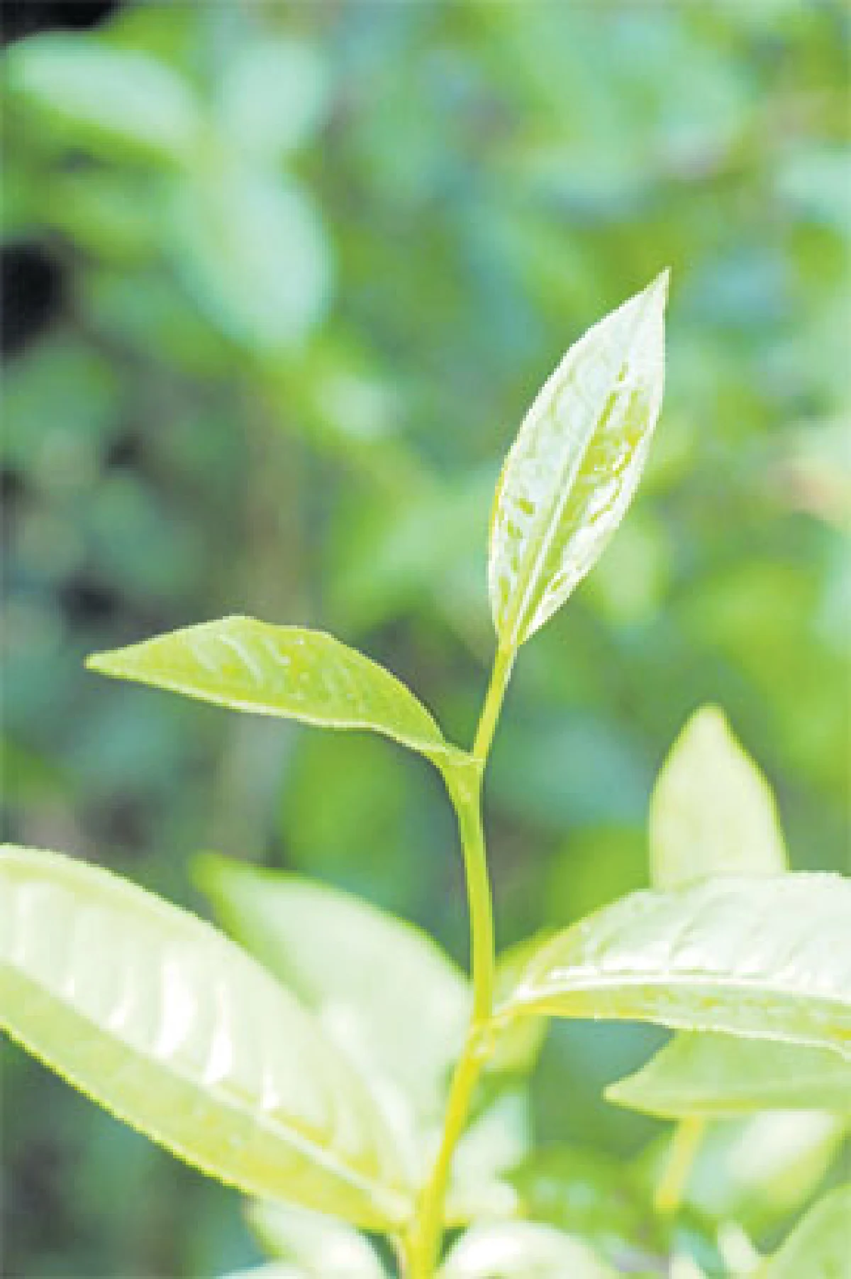 ‘ทีพนา’ ตำนานแห่งขุนเขา สุดยอดชาเมืองน่าน