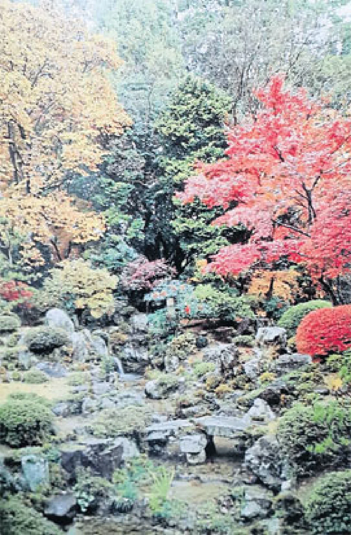 ก่วม–เมเปิ้ล (ไม้ต้นเขตอบอุ่นที่ปลูกได้ในเมืองไทย) (2)