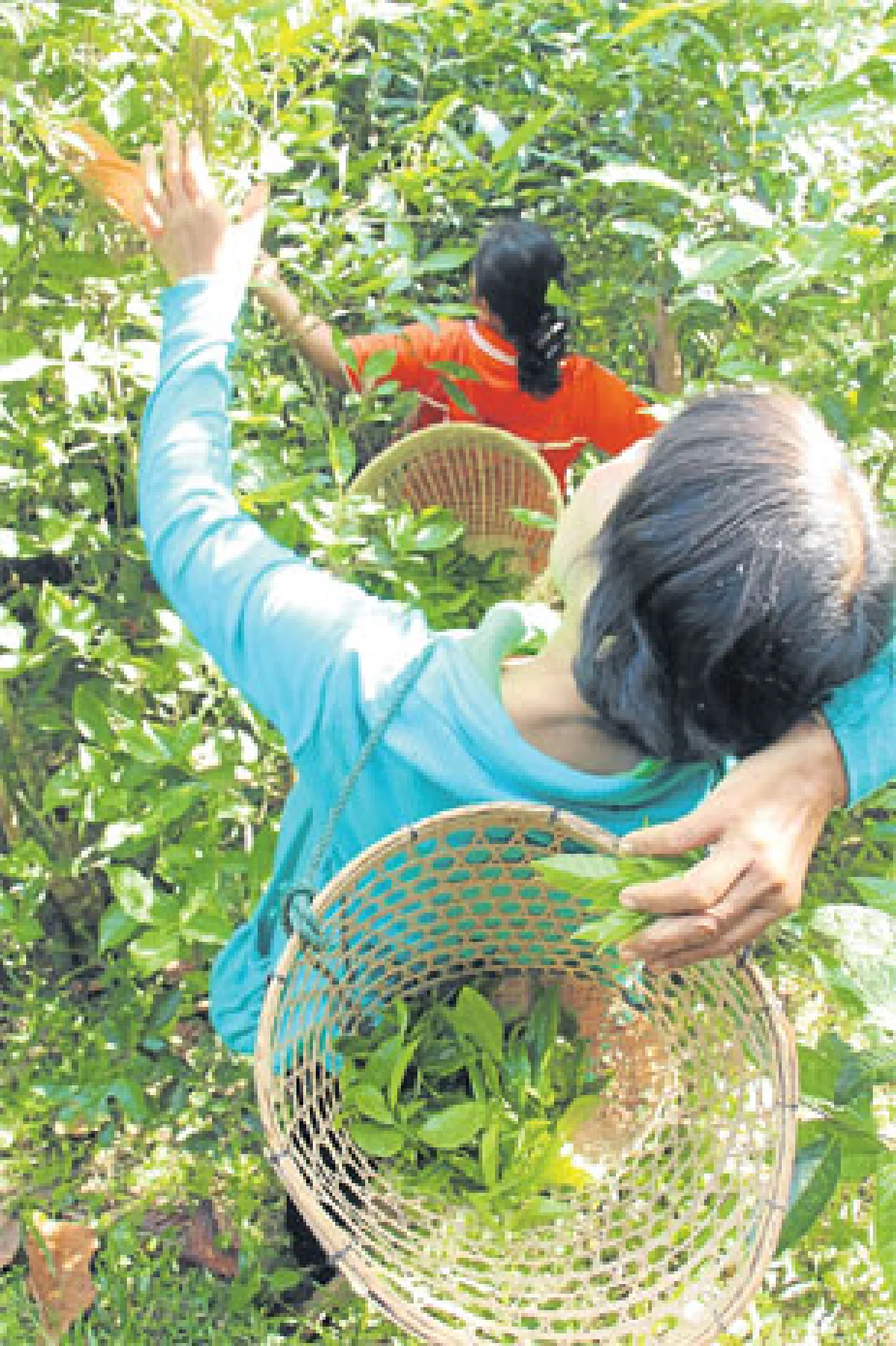 ‘ทีพนา’ ตำนานแห่งขุนเขา สุดยอดชาเมืองน่าน