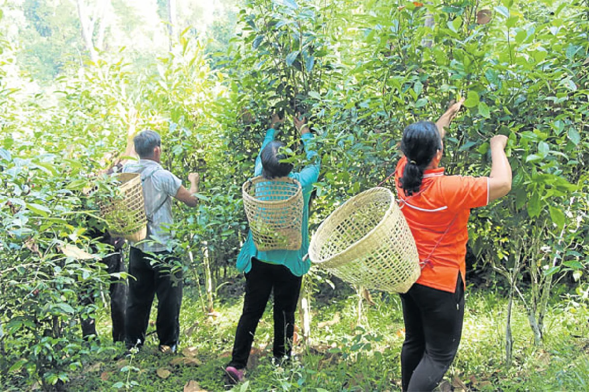 ‘ทีพนา’ ตำนานแห่งขุนเขา สุดยอดชาเมืองน่าน