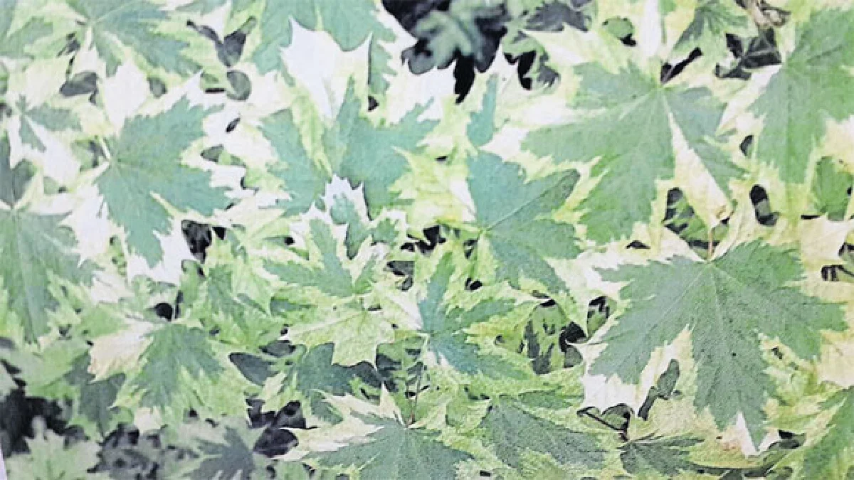 ก่วม–เมเปิ้ล (ไม้ต้นเขตอบอุ่นที่ปลูกได้ในเมืองไทย) (2)