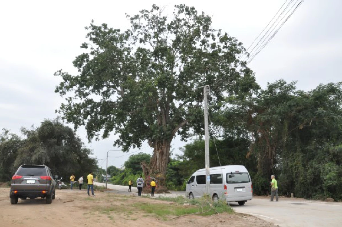 แจงชาวบ้านต้องการอนุรักษ์ต้นโพธิ์กลางถนนท่ามะกา