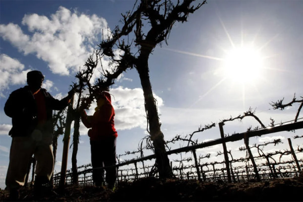 เลือกไวน์ออสซี่แบบมืออาชีพ