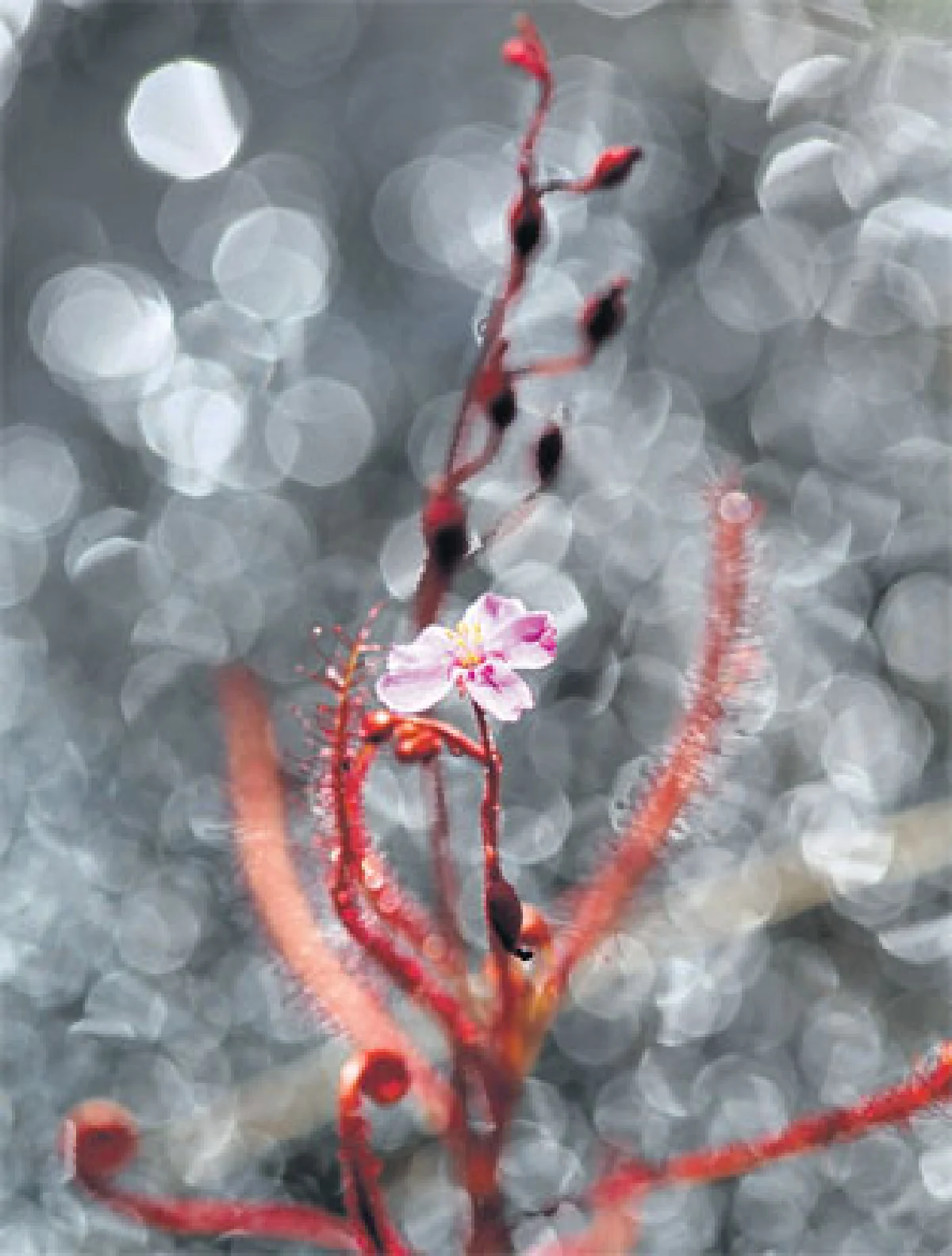 ดอกไม้ป่า สิ่งเล็กน้อย-มหาศาล