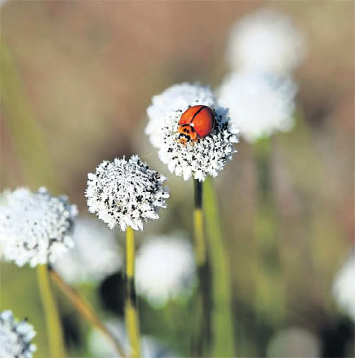 ดอกไม้ป่า สิ่งเล็กน้อย-มหาศาล