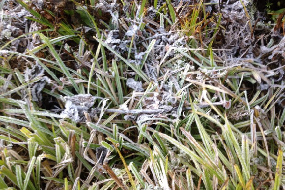 ดอยอินทนนท์หนาว"0 องศา”ต่ำสุดในรอบปี