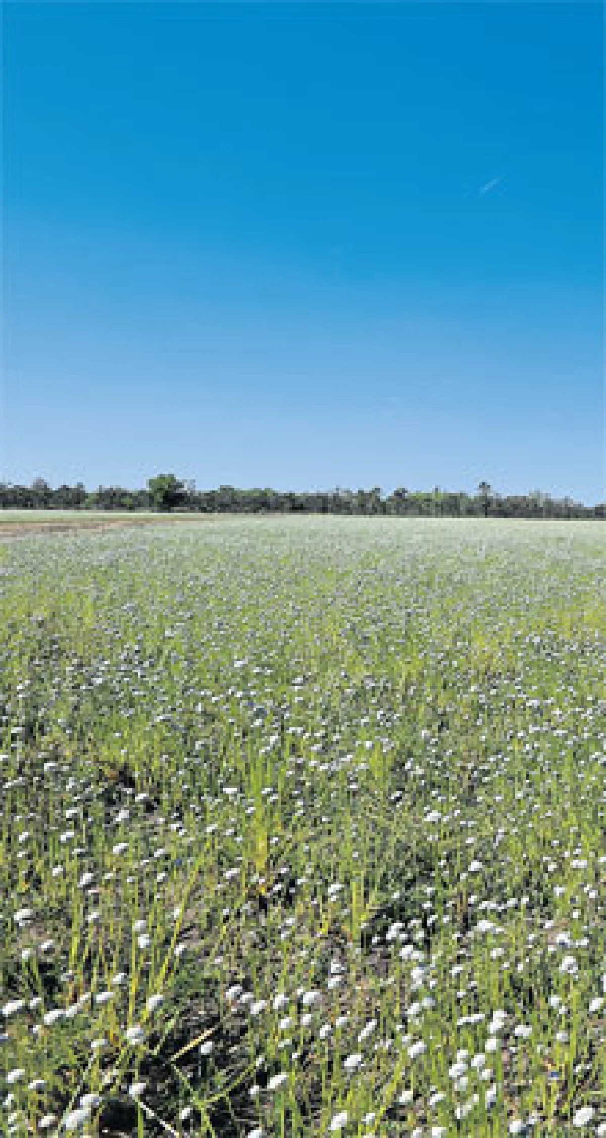 ดอกไม้ป่า สิ่งเล็กน้อย-มหาศาล