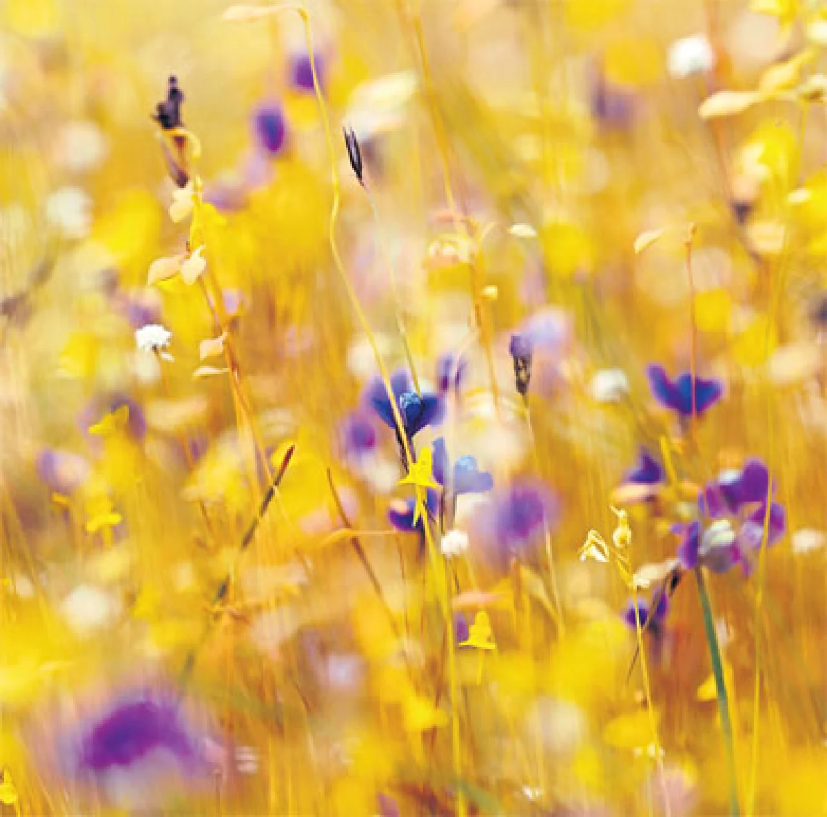 ดอกไม้ป่า สิ่งเล็กน้อย-มหาศาล