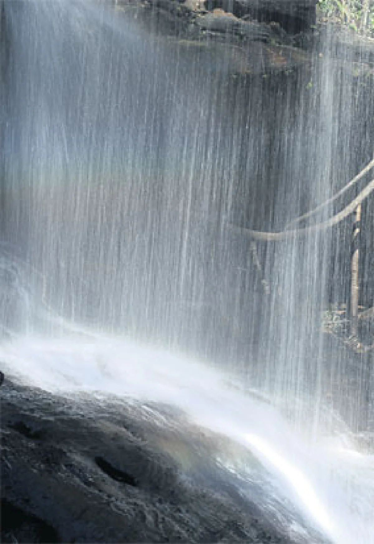 ดอกไม้ป่า สิ่งเล็กน้อย-มหาศาล