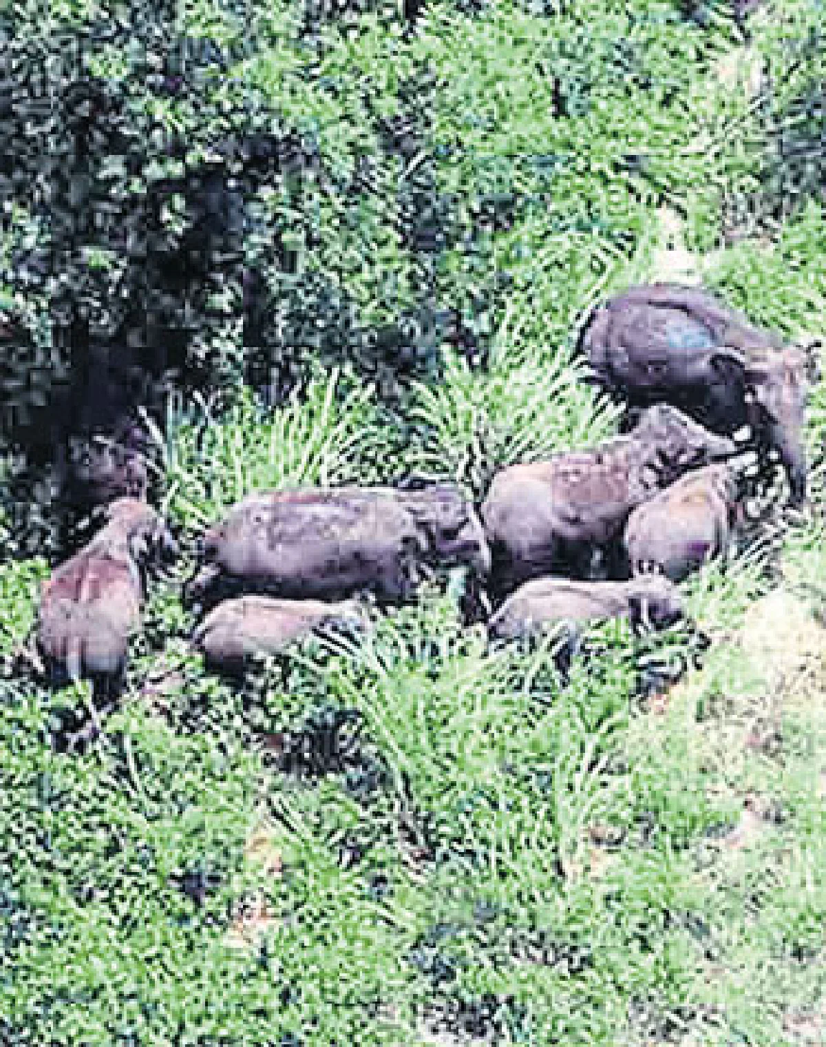 ป่าหายสัตว์สูญ บทสรุปประจำปี