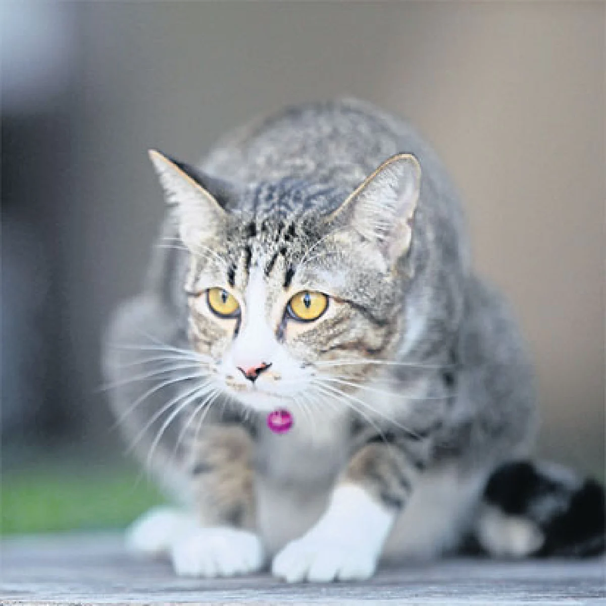 เหมียวอ้วนแมวไทยจอมกวน ของ ปอเปี๊ยะ กาลเวลา เสาเรือง