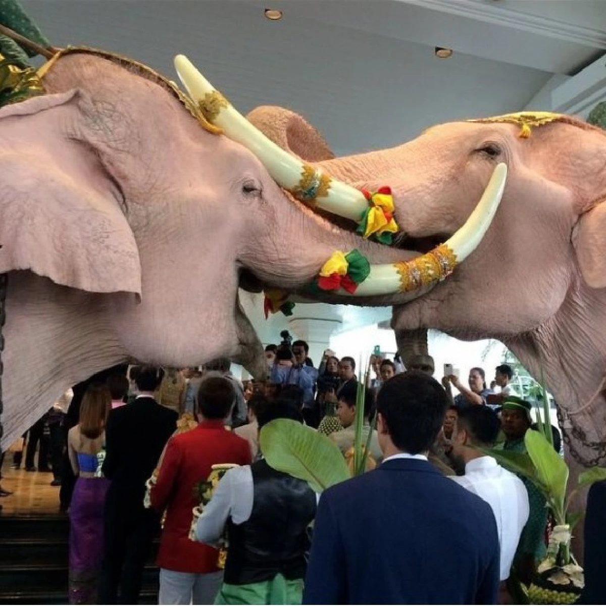 เว่อร์วัง!"ดอน"นั่งช้างเผือกสู่ขอสาวเวียดนาม