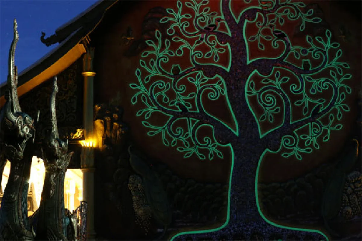 กัลปพฤกษ์เรืองแสง วัดสิรินธรวรารามภูพร้าว