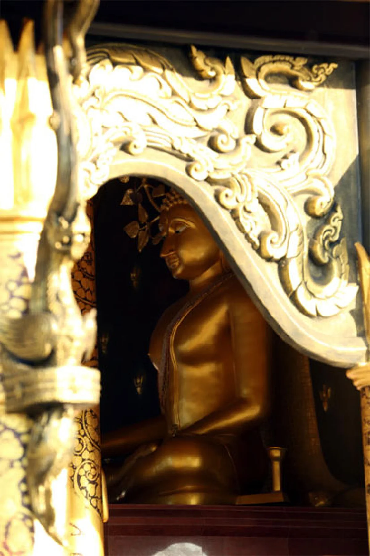 กัลปพฤกษ์เรืองแสง วัดสิรินธรวรารามภูพร้าว