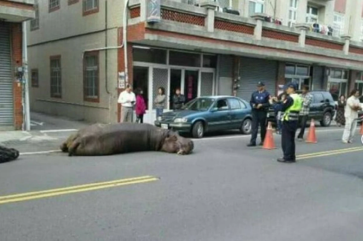 ฮิปโปโดดร่วงจากรถบรรทุก เจ็บหนักจนน้ำตาคลอ (มีคลิป)