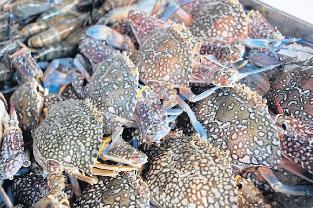 เจคิว ปูม้านึ่ง เดลิเวอรี่ อาหารทะเลสดพร้อมเสิร์ฟ