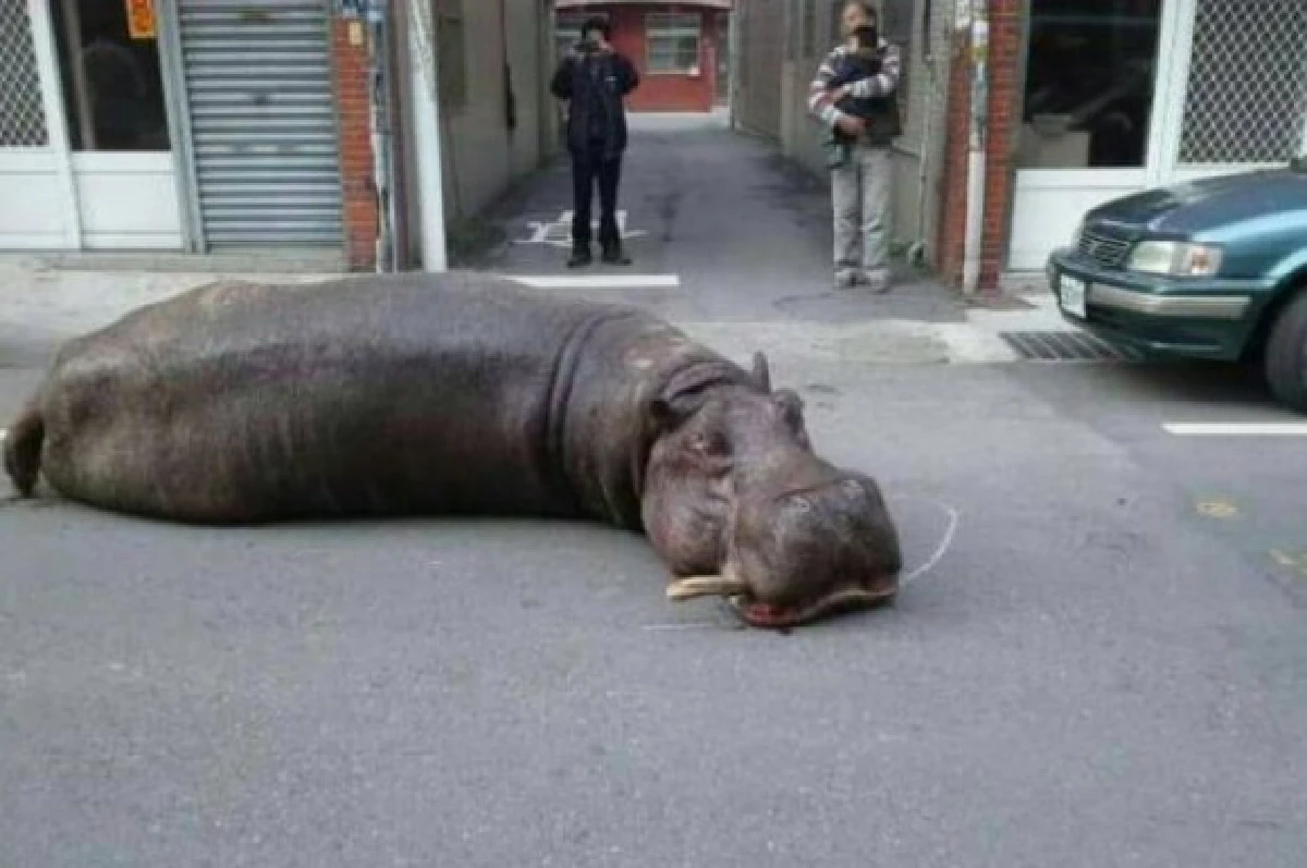 ฮิปโปโดดร่วงจากรถบรรทุก เจ็บหนักจนน้ำตาคลอ (มีคลิป)