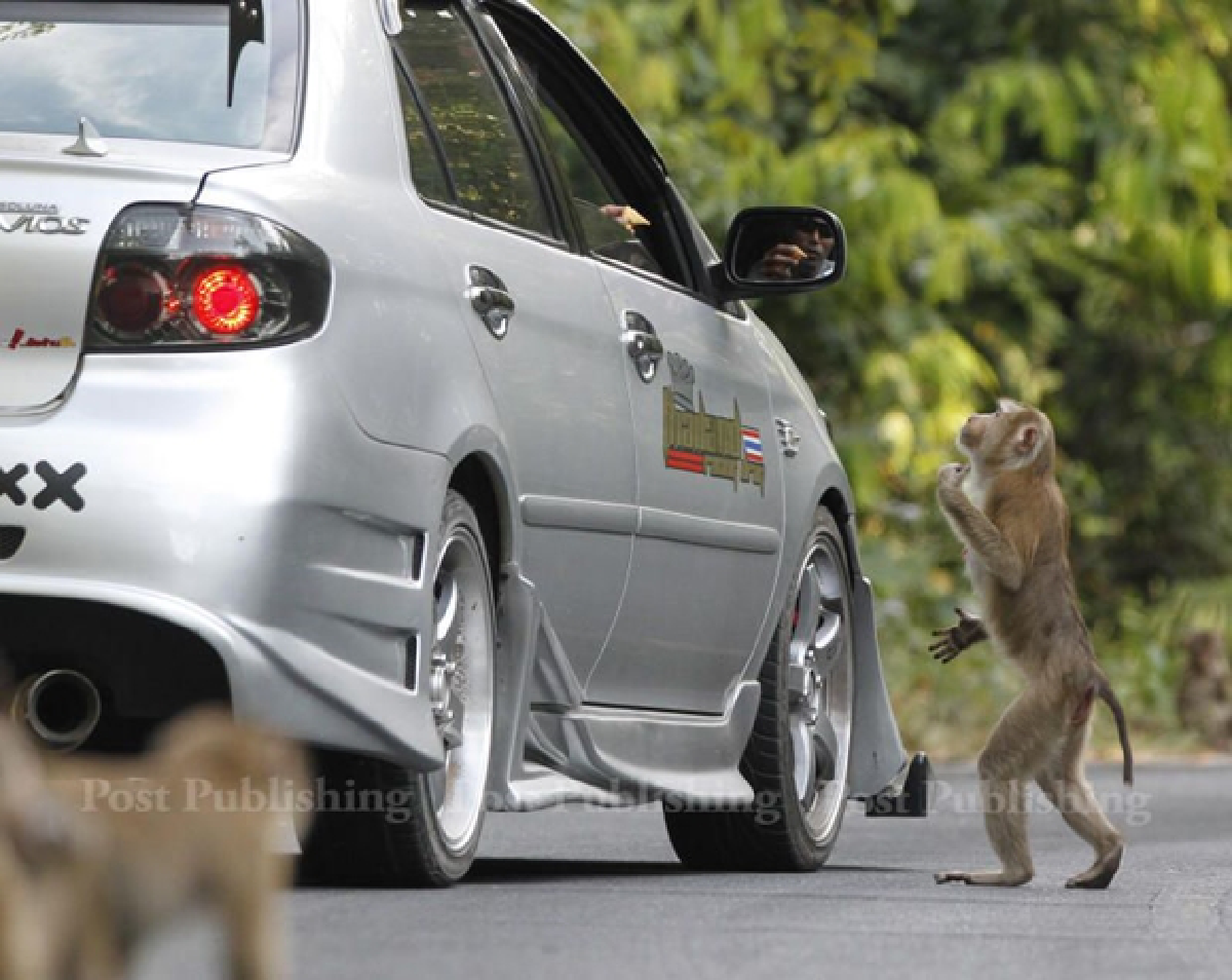 Khao Yai monkeys want human food